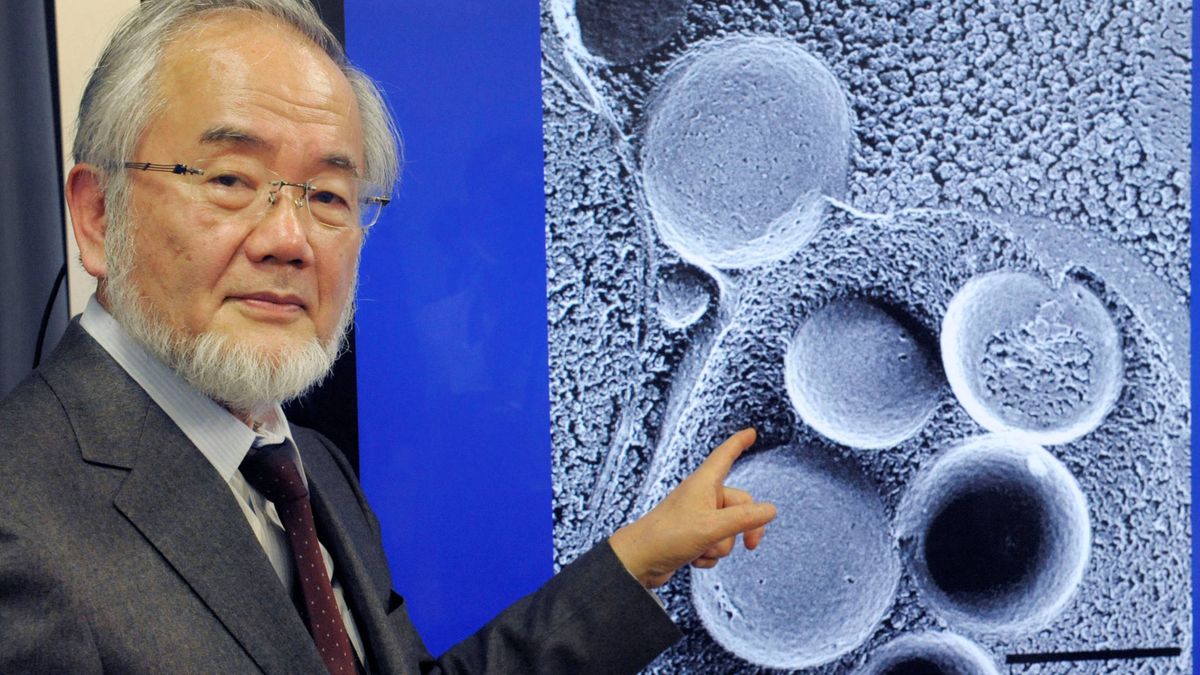 Nobel de Medicina para el mecanismo por el que las células se comen a sí mismas
