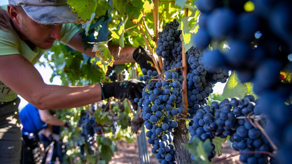 Destruir uva y ayudas para hacer del vino alcohol de quemar: los rioja se preparan para otro año gris