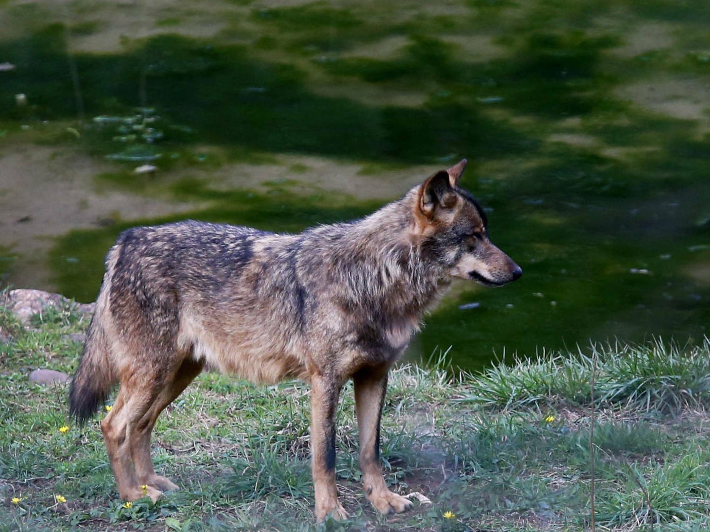 Algunos ecologistas apuestan por introducir lobos ibéricos en los montes del interior de Valencia para controlar la superpoblación de especies cinegéticas. (EFE)