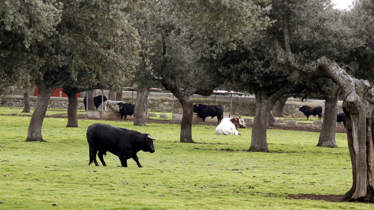 El sector del ganado de lidia, desde la cría del animal, su transporte, los espectáculos taurinos y todas aquellas funciones relacionadas con el toro bravo, emplean en España a más de 150.000 personas. (EFE/J. M. García) 