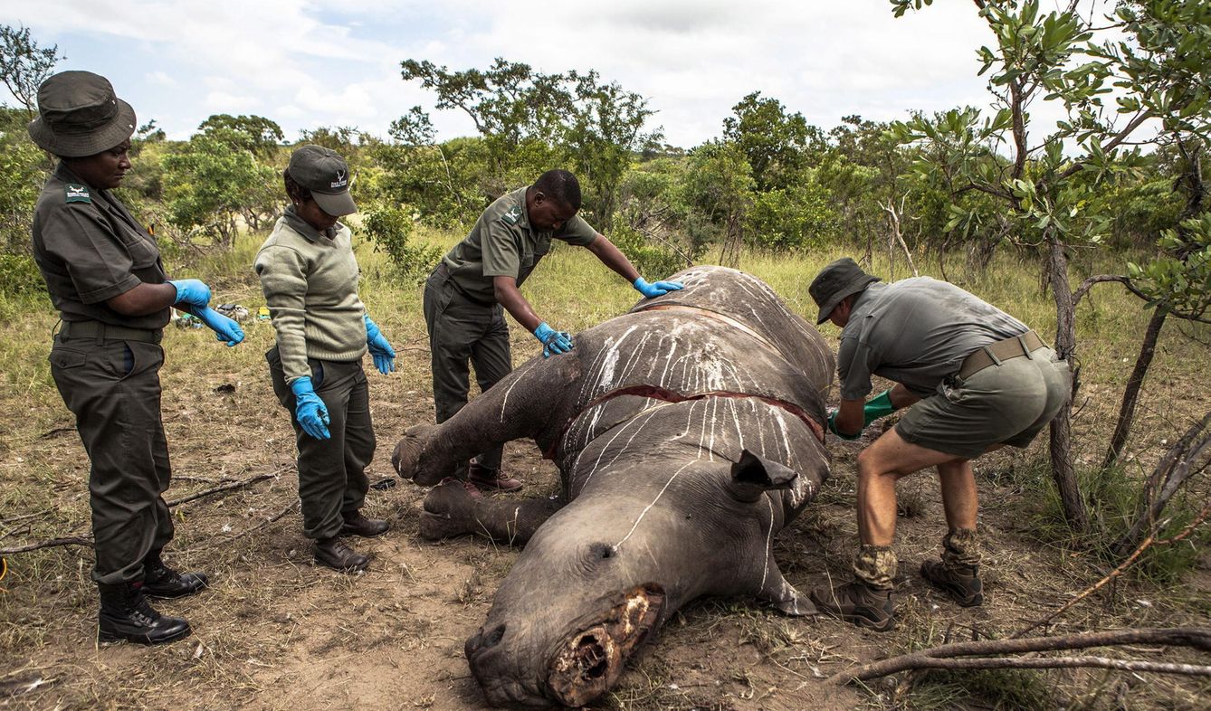 Rinoceronte abatido por los cazadores furtivos (EFE)