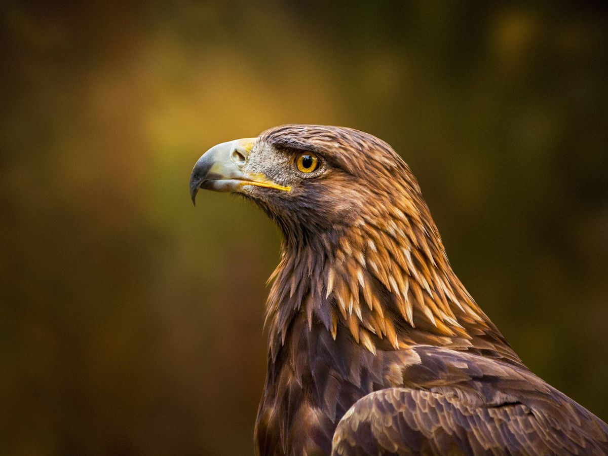 Foto: Un águila real. (iStock)