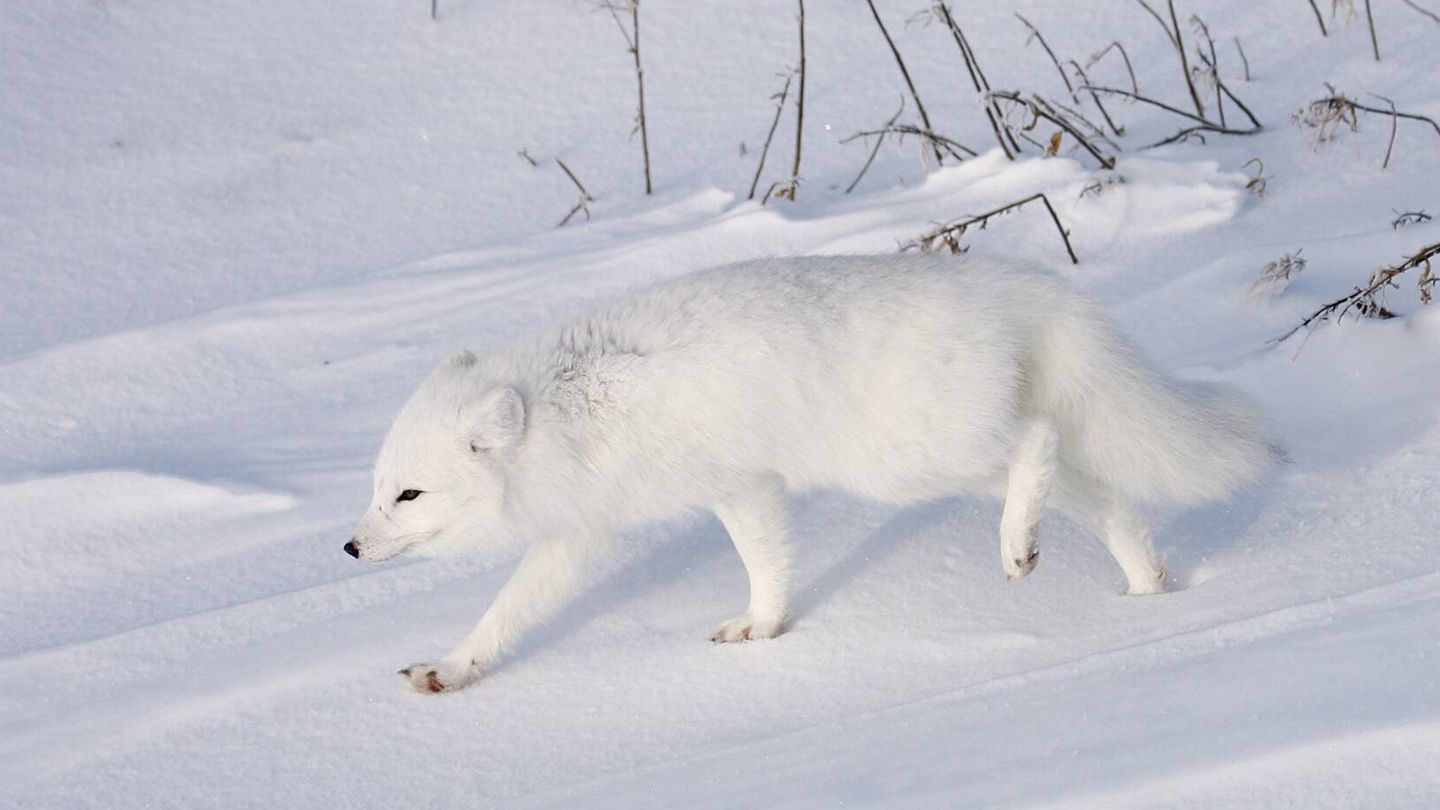 El zorro ártico es uno de los mejores depredadores del Ártico. (Andoni Canela)