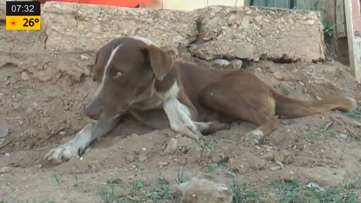 Un perro visita cada día la mina en la que su dueño murió en un accidente