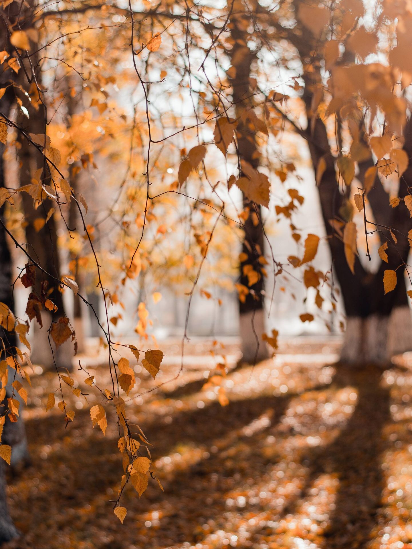 Evitar los efectos adversos del equinoccio de otoño. (Pexels/Irina Iriser)
