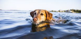 Post de Un hombre consigue salvar a un perro que encontró nadando en medio del mar