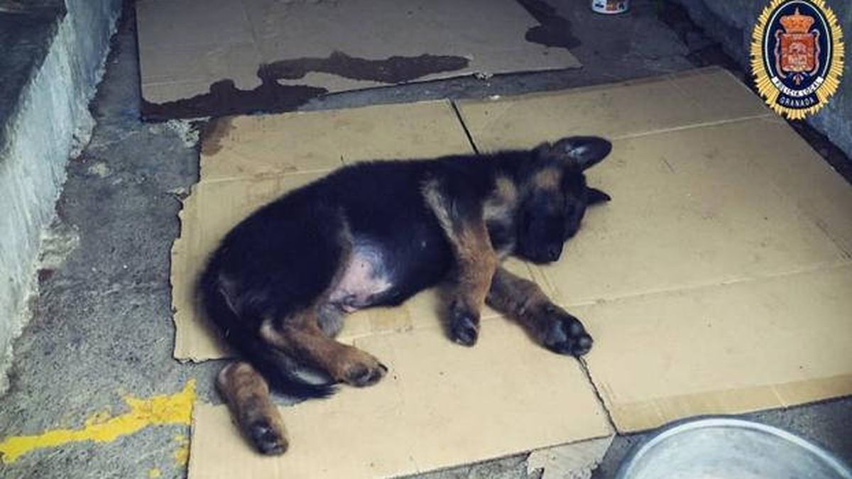 La policía local de Granada adoptará a un cachorro maltratado por su dueño