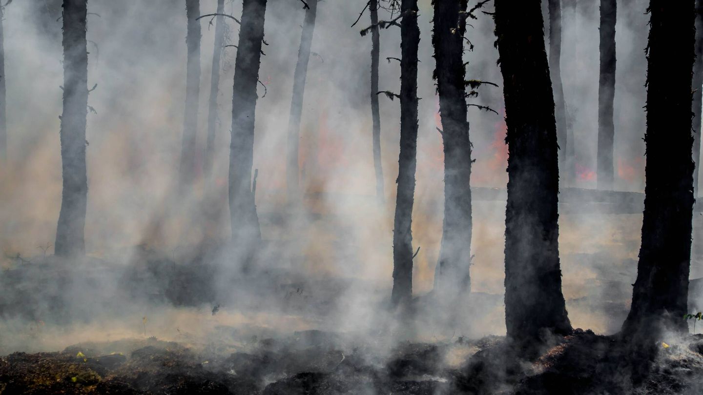 Un bosque calcinado tras el paso de las llamas. (Unspash)