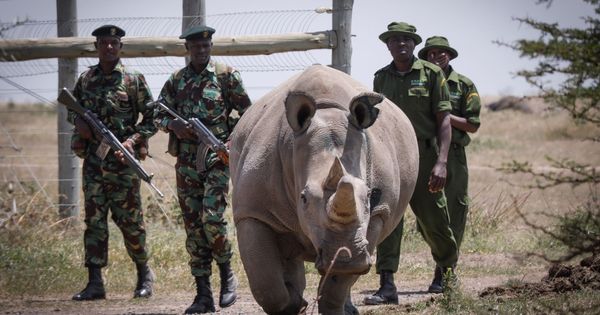 Foto: Científicos extraen óvulos de los dos últimos rinocerontes blancos del mundo
