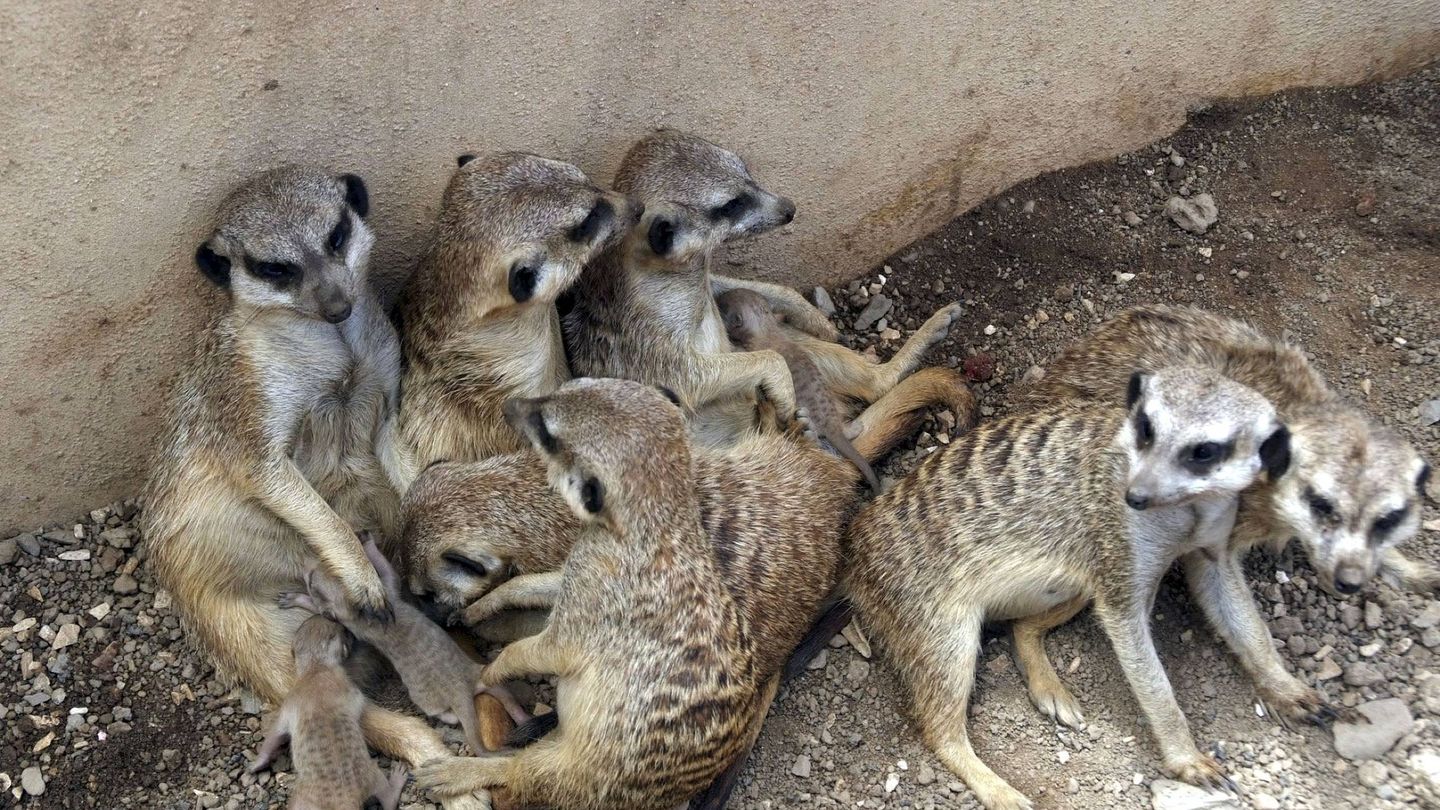 Un grupo de suricatas (Foto: EFE)