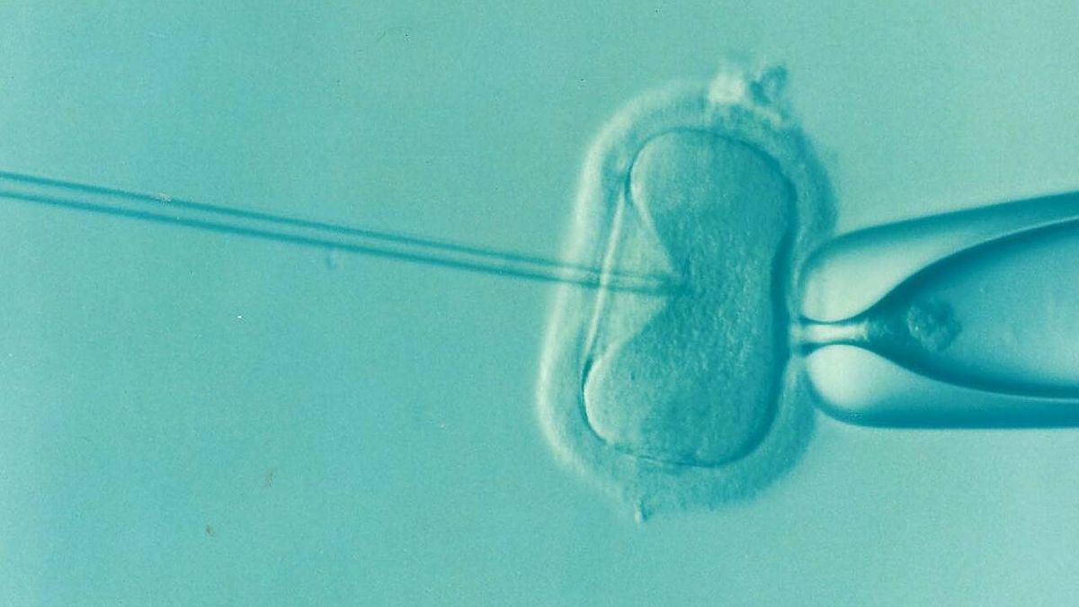 Biólogos descubren cómo crear y fecundar óvulos sin la intervención de una madre