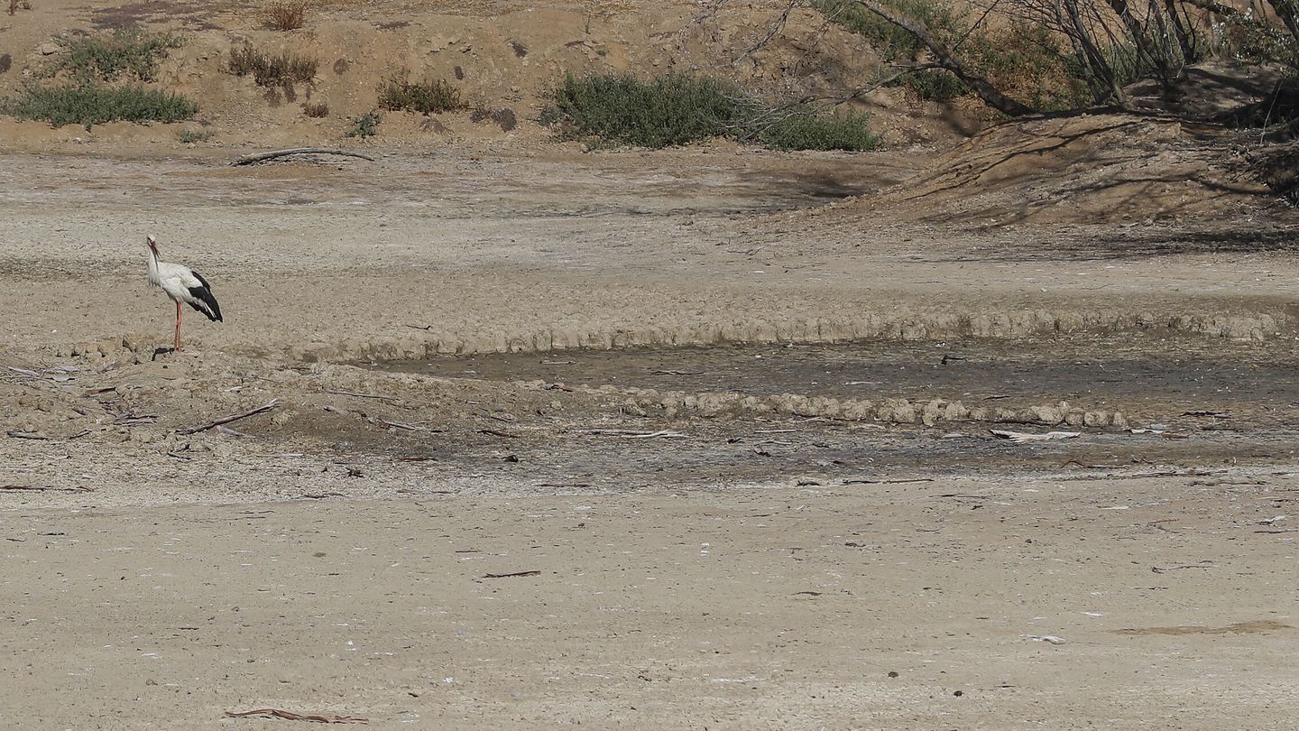 Imagen actual de una cigüeña junto a una laguna reseca en Doñana. (EFE/J. M. Vidal)