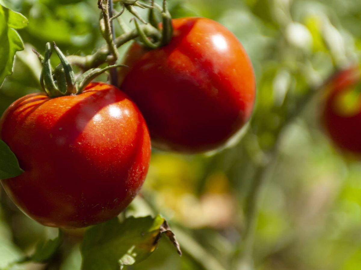 Tener tomateras en el balcón de tu casa es posible: esto es lo que debes poner para que dé tomates grandes y sabrosos