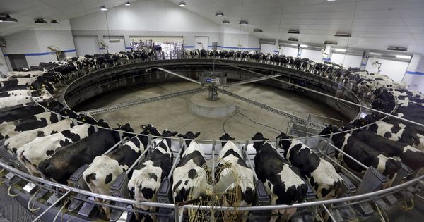 Foto: Interior de la granja Fair Oaks, la más grande de Estados Unidos, con 30.000 vacas lecheras. (Fair Oaks)