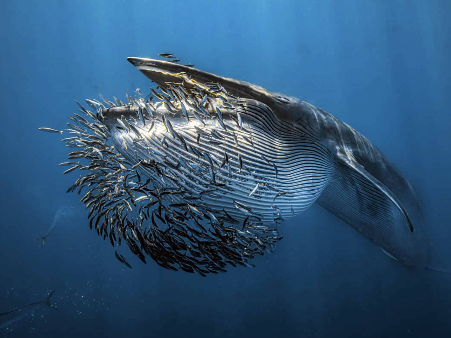 Una ballena de brey comiendo sardinas. (Rafael Fernández Caballero/ WPY2024)