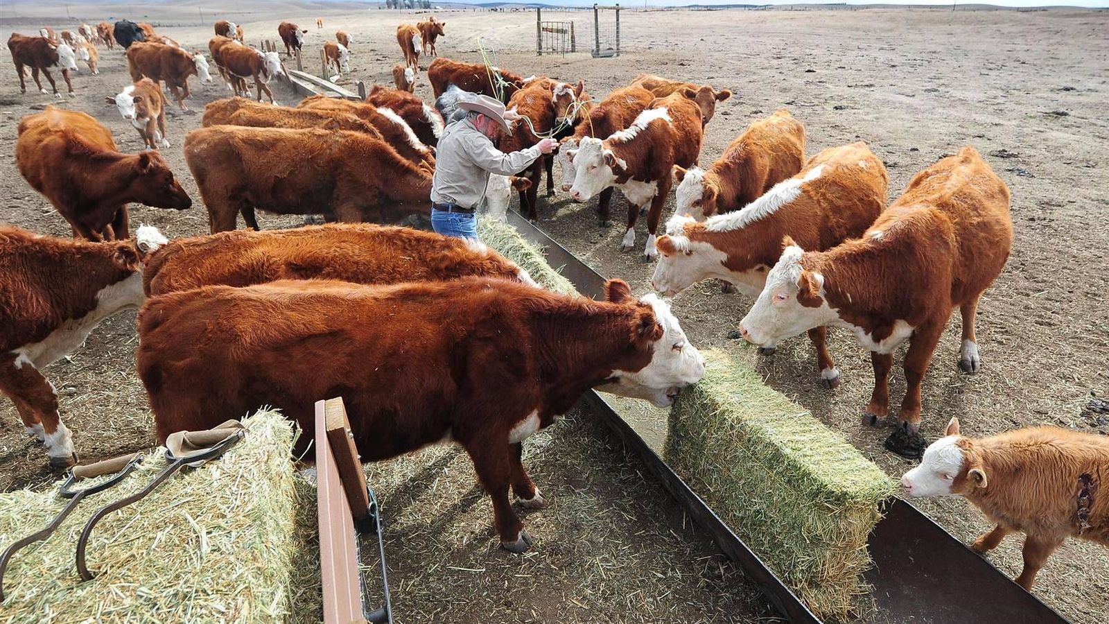Foto: La homeopatía no ha demostrado su eficacia en el tratamiento del ganado
