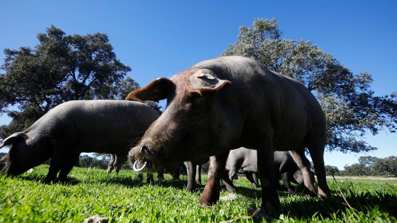 Foto: Cerdos ibéricos en una dehesa. (EFE/Salas)
