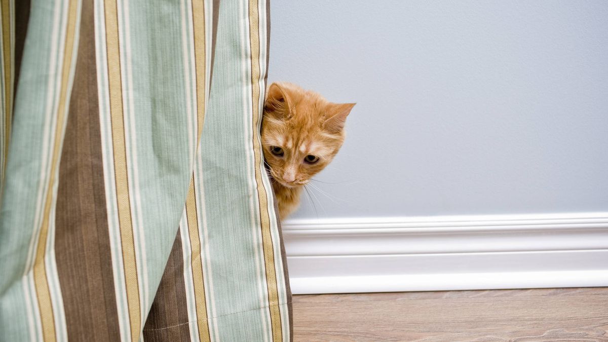 ¿Tu gato le tiene miedo a la aspiradora de casa? Esta es la razón científica