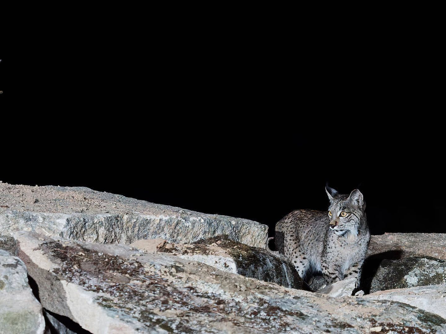 Un lince muy joven, persiguiendo al conejo que se esconde entre las piedras. (Javier Rubio)