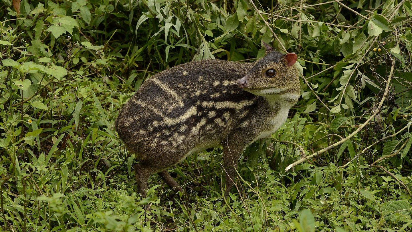 Otra especie de ciervo ratón. (Foto: Wikimedia Commons)