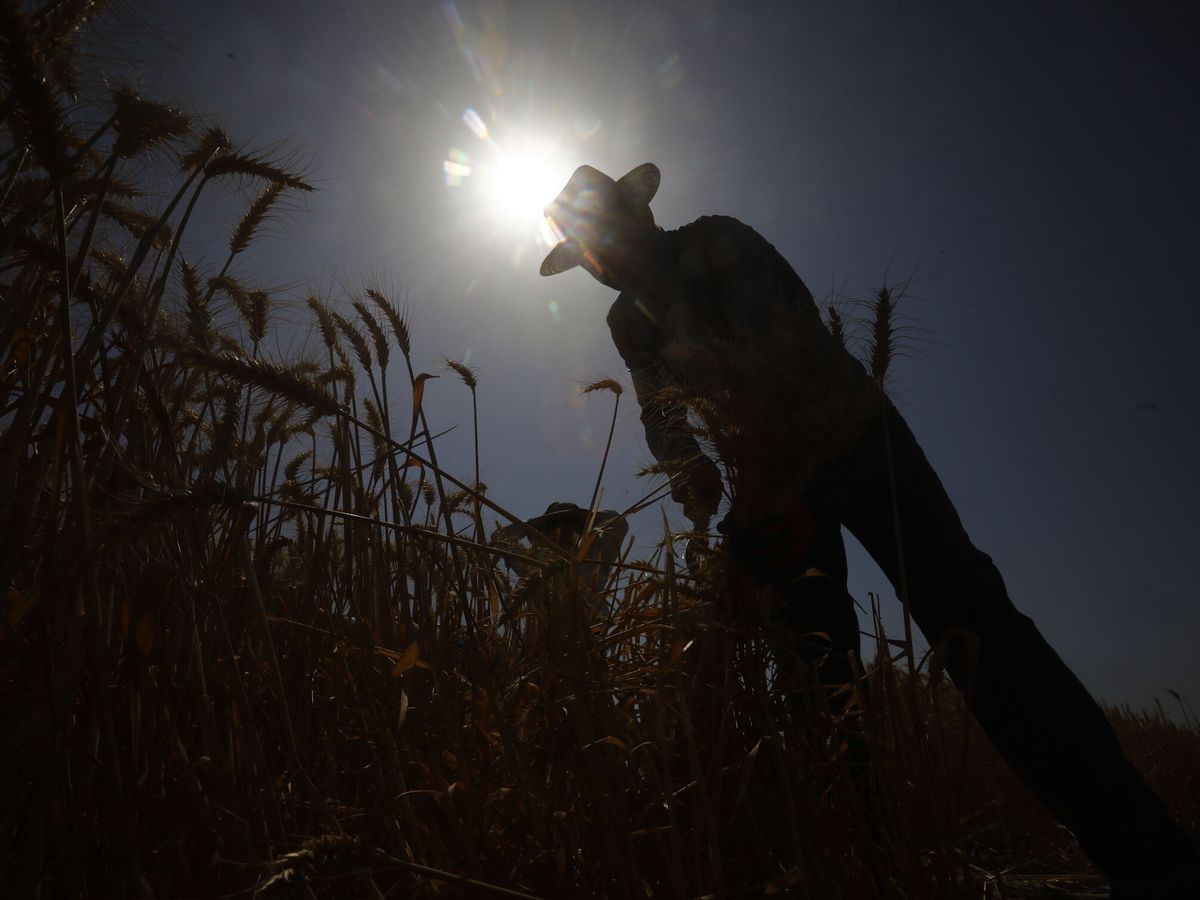 Foto: Agricultor en un cultivo de trigo. (EFE/Salas)