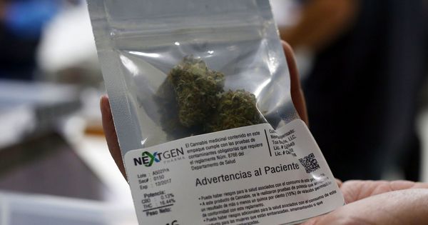Foto: Marihuana Medicinal de NextGen Pharma. (EFE)