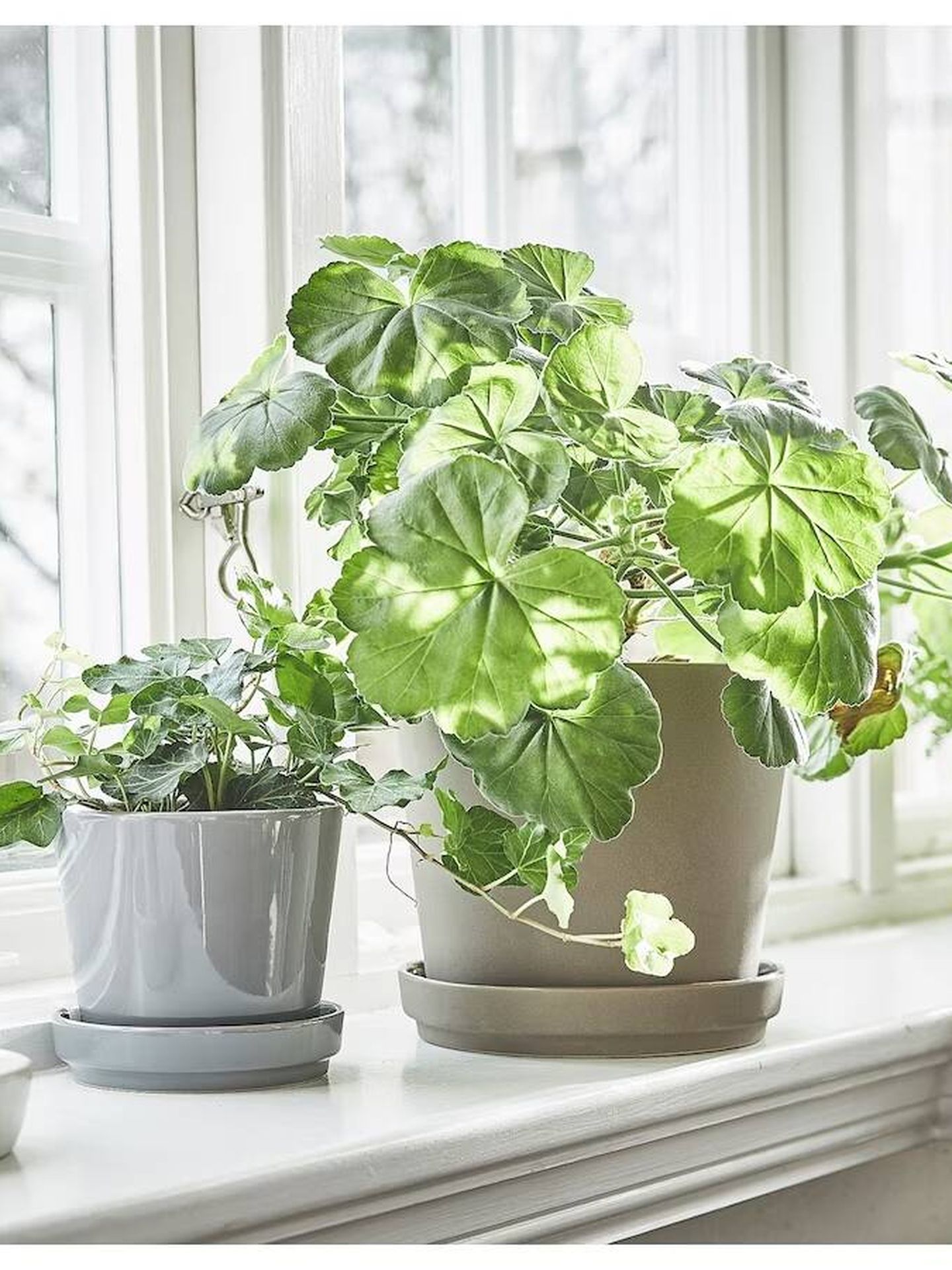 Las plantas son tus grandes aliadas para llenar de vida cualquier estancia.