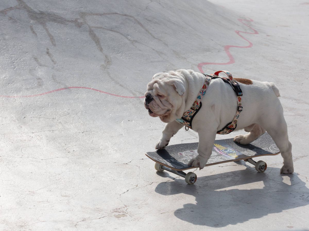 Foto: White Valentino, el perro 'skater', durante una sesión fotográfica para Dukier.