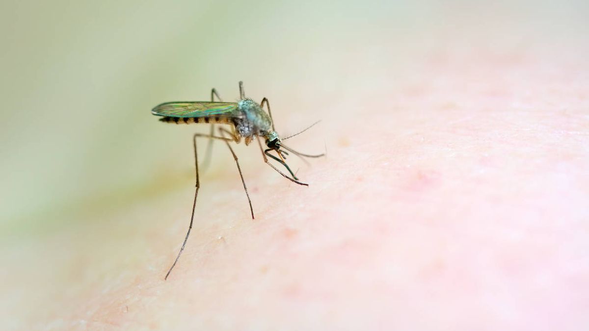 Solo los mosquitos hembra pican, ¿pero fue siempre así? Un fósil apunta a que los machos succionaron sangre