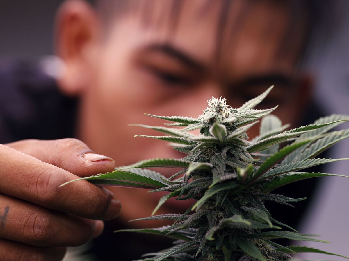 Foto: Un joven observa una planta de marihuana. (EFE/Rungroj Yongrit)
