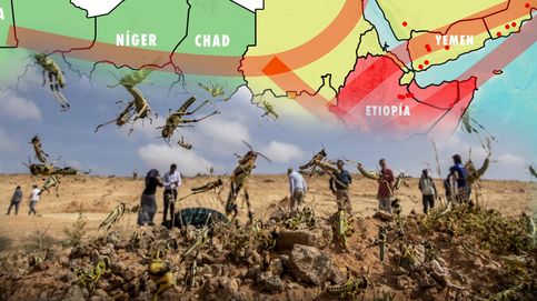 Noticia de ¿Qué pasa con las langostas en África? La plaga bíblica de la que no para de alertar la ONU