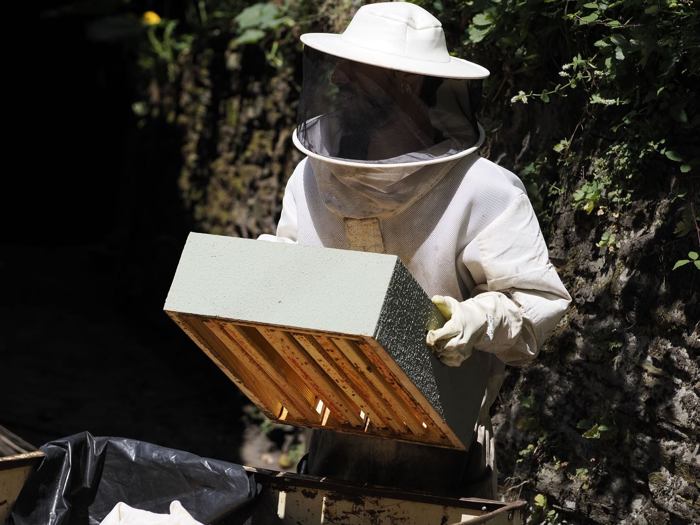 La extracción de la miel de los panales de abejas y su producción se ven afectadas por los incendios forestales y la aparición de la avispa velutina. (EFE/Eliseo Trigo)