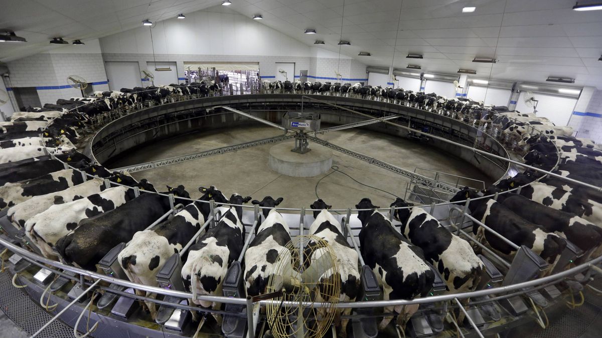 El 'monstruo lácteo' que promete salvar el futuro de Soria (y hundir al resto del sector)
