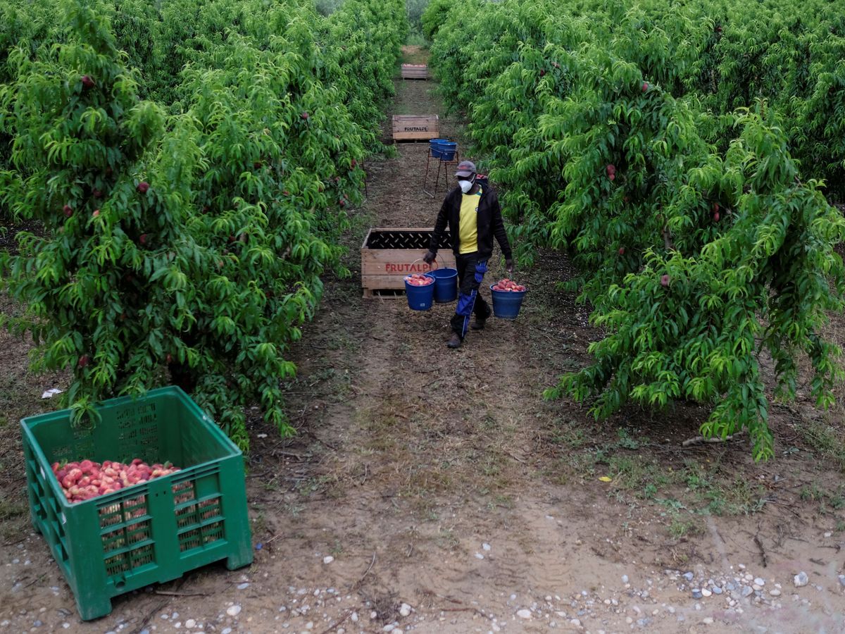 Foto: Un trabajador recoge melocotones en una plantación de Lleida. (Reuters)