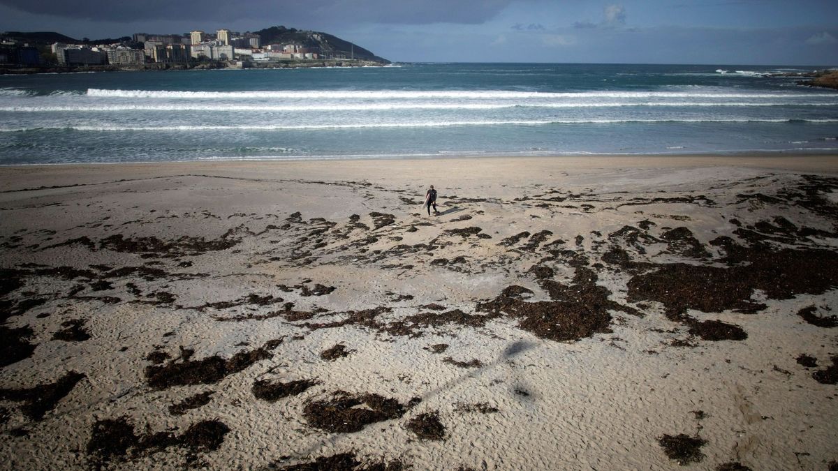 De las algas que inundan las playas a la nueva generación de biocombustibles
