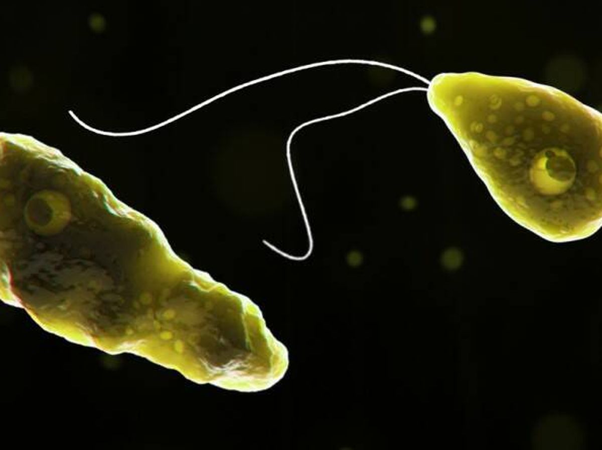 Foto: La ameba 'Naegleria fowleri', responsable de tal infección en el cerebro. (CDC)