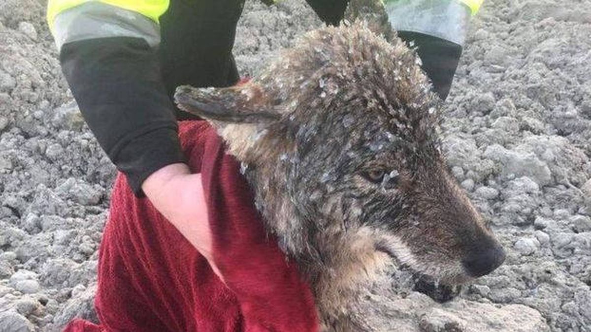 Rescatan a un perro de un río helado… y en el veterinario descubren que es un lobo 