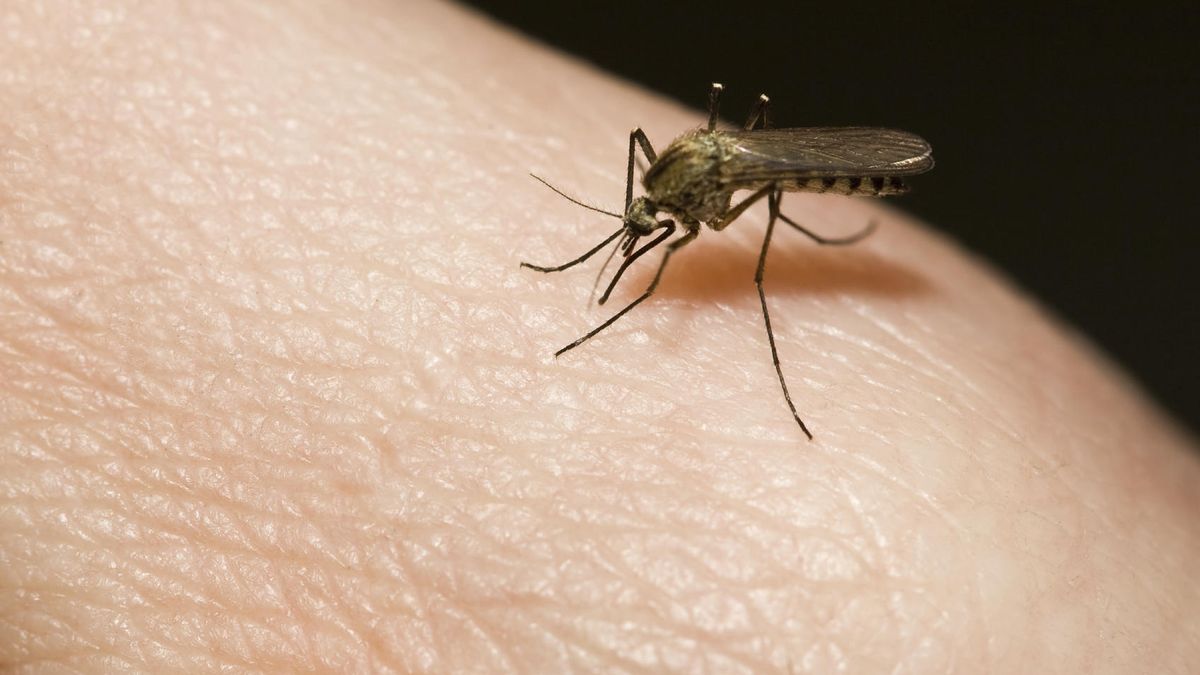 Un científico explica el truco infalible para que dejen de molestarte las picaduras de mosquito