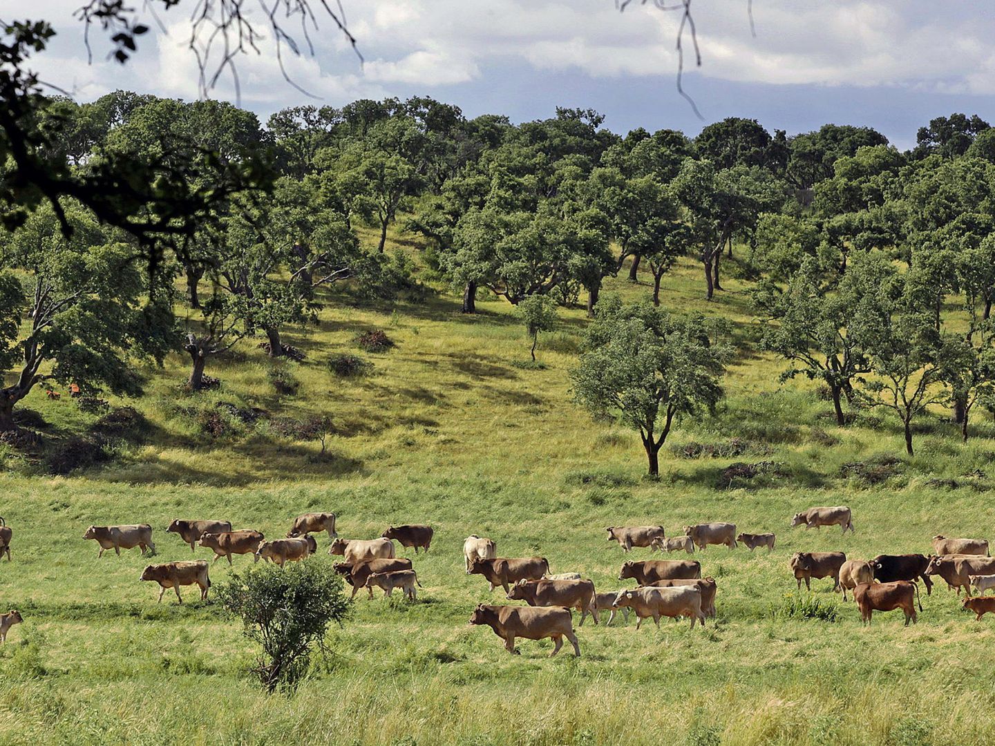 Granja de ganado vacuno en Zamora
