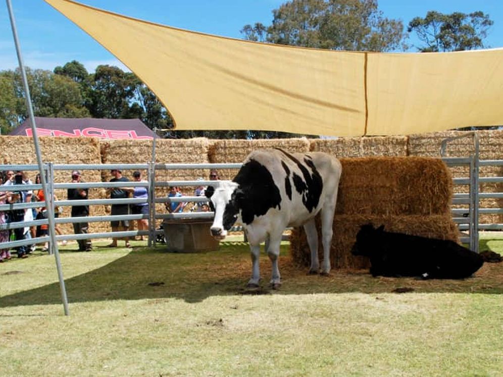 Foto: Knickers fue la gran atracción de la feria de ganadería de Brunswick, en el oeste de Australia (Foto: Facebook)