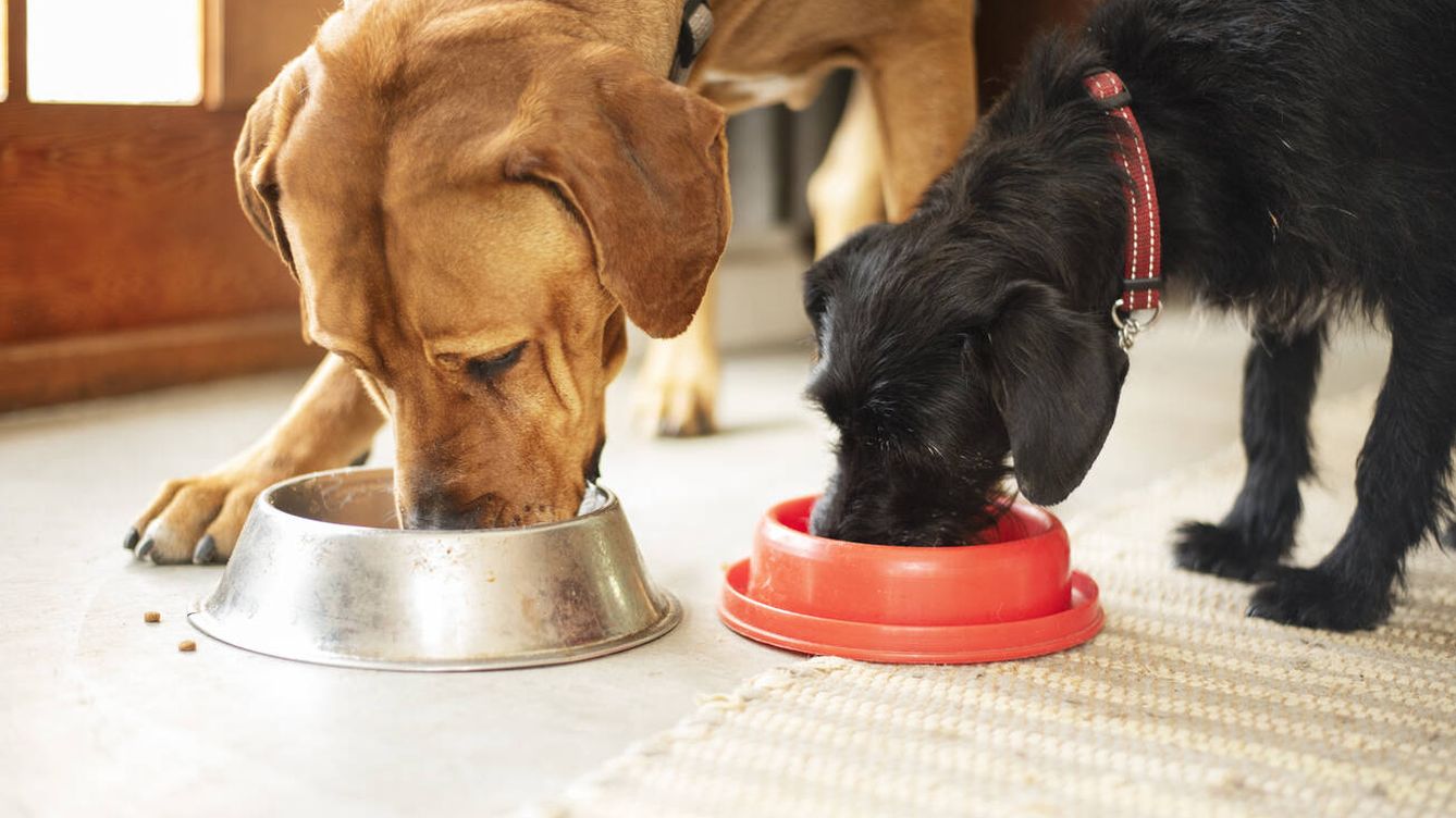 ¿Cuál es la mejor alimentación para nuestras mascotas? Responden los expertos