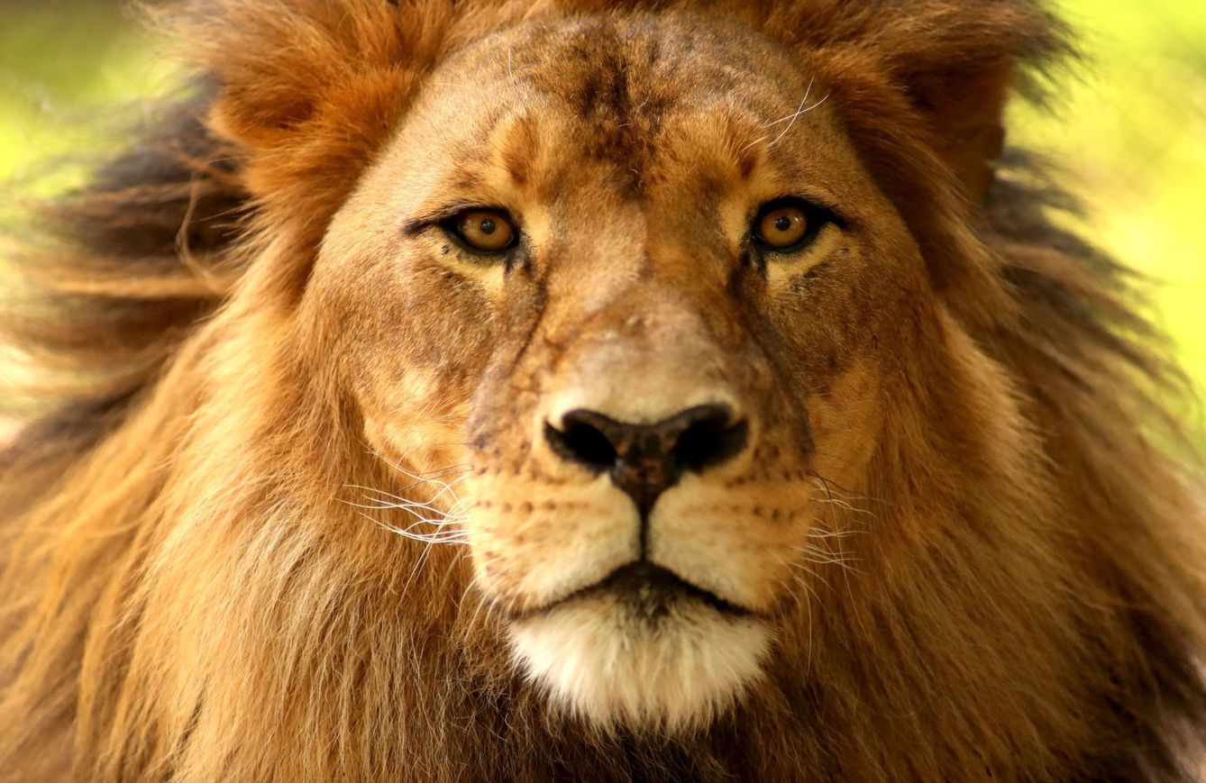 La caza furtiva del león está fuera de control en África. (EFE/K. Barnes)