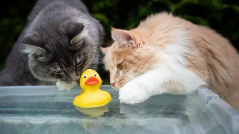 He aquí por qué a los gatos les gusta ahogar juguetes en sus cuencos de agua