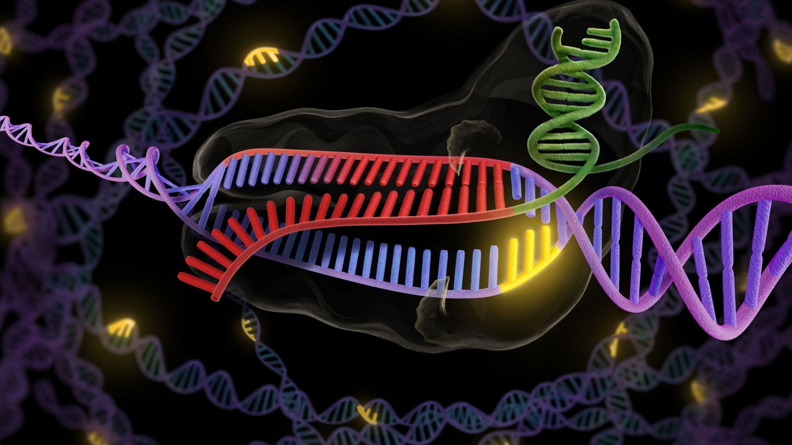 Foto: La enzima CRISPR, en verde y rojo, se une a una hebra doble de ADN, en púrpura y rojo, para así cortar la parte deseada.