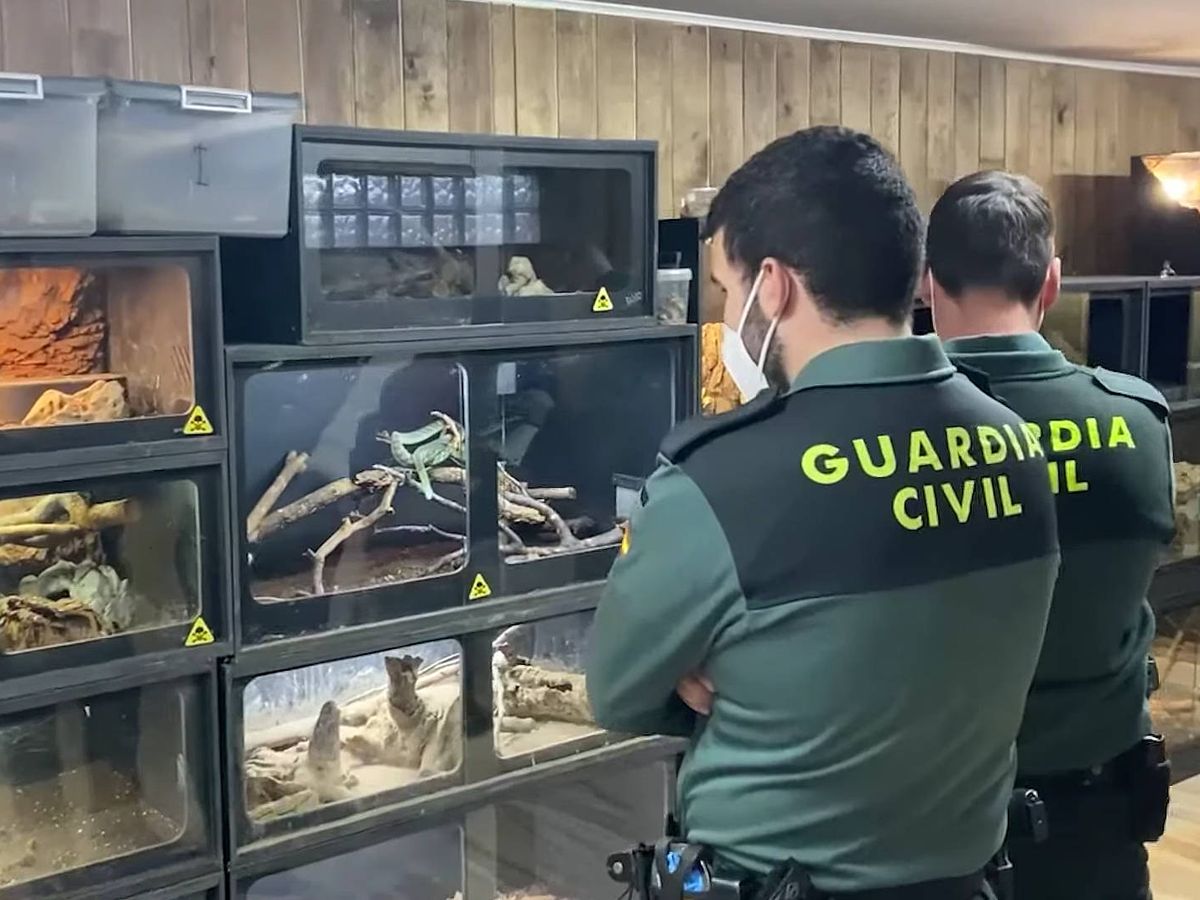Foto: Serpientes localizadas. (Guardia Civil)