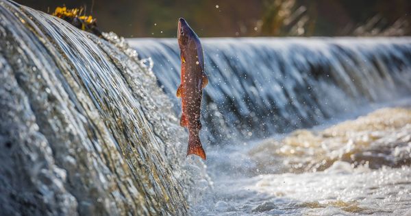 Foto: Salmon remontando un río (Reuters)