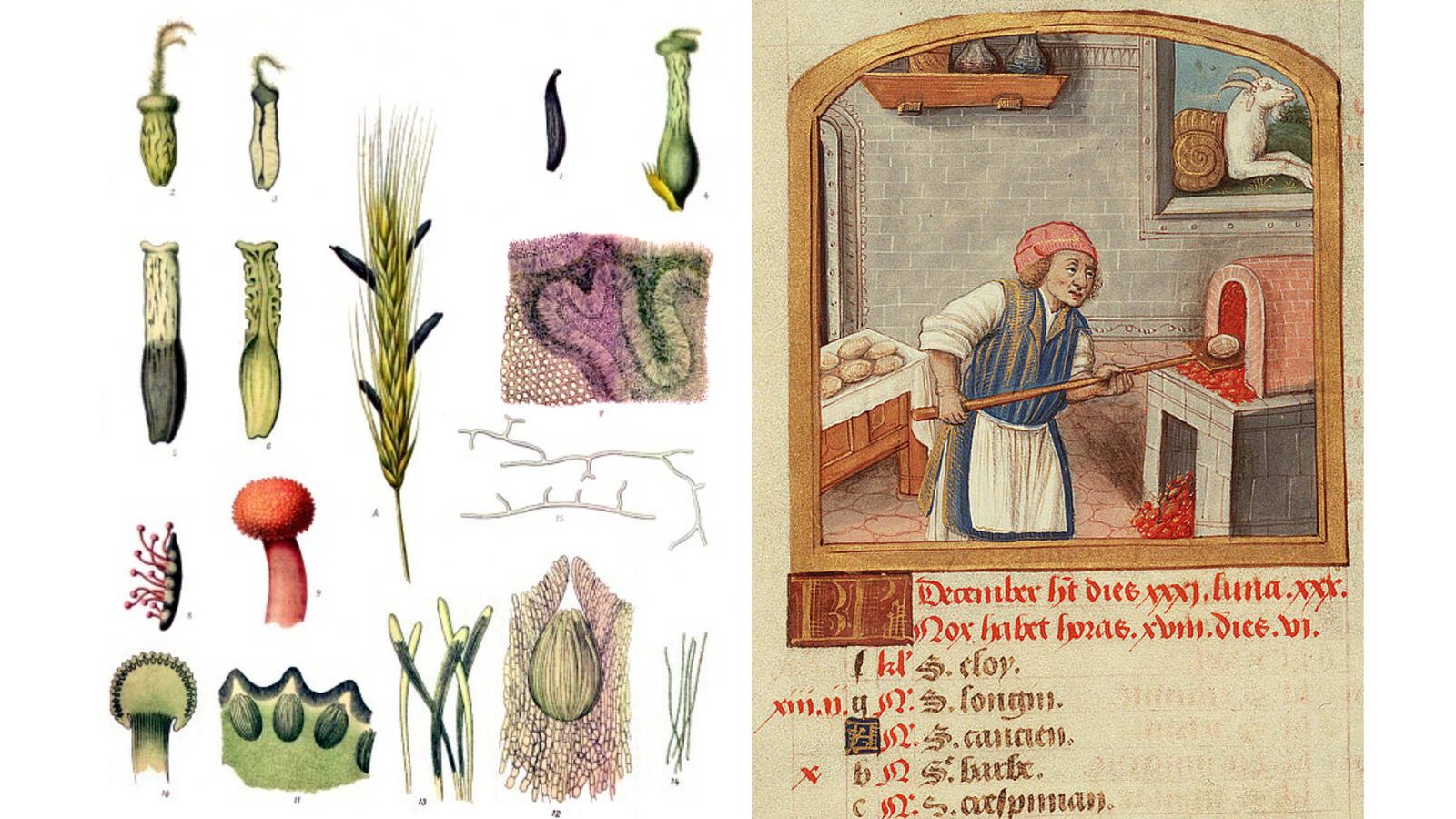 Varias etapas en el ciclo de vida del Claviceps purpurea / Ilustración de un panadero poniendo pan en el horno en el calendario de un libro de horas. (Wikimedia) 
