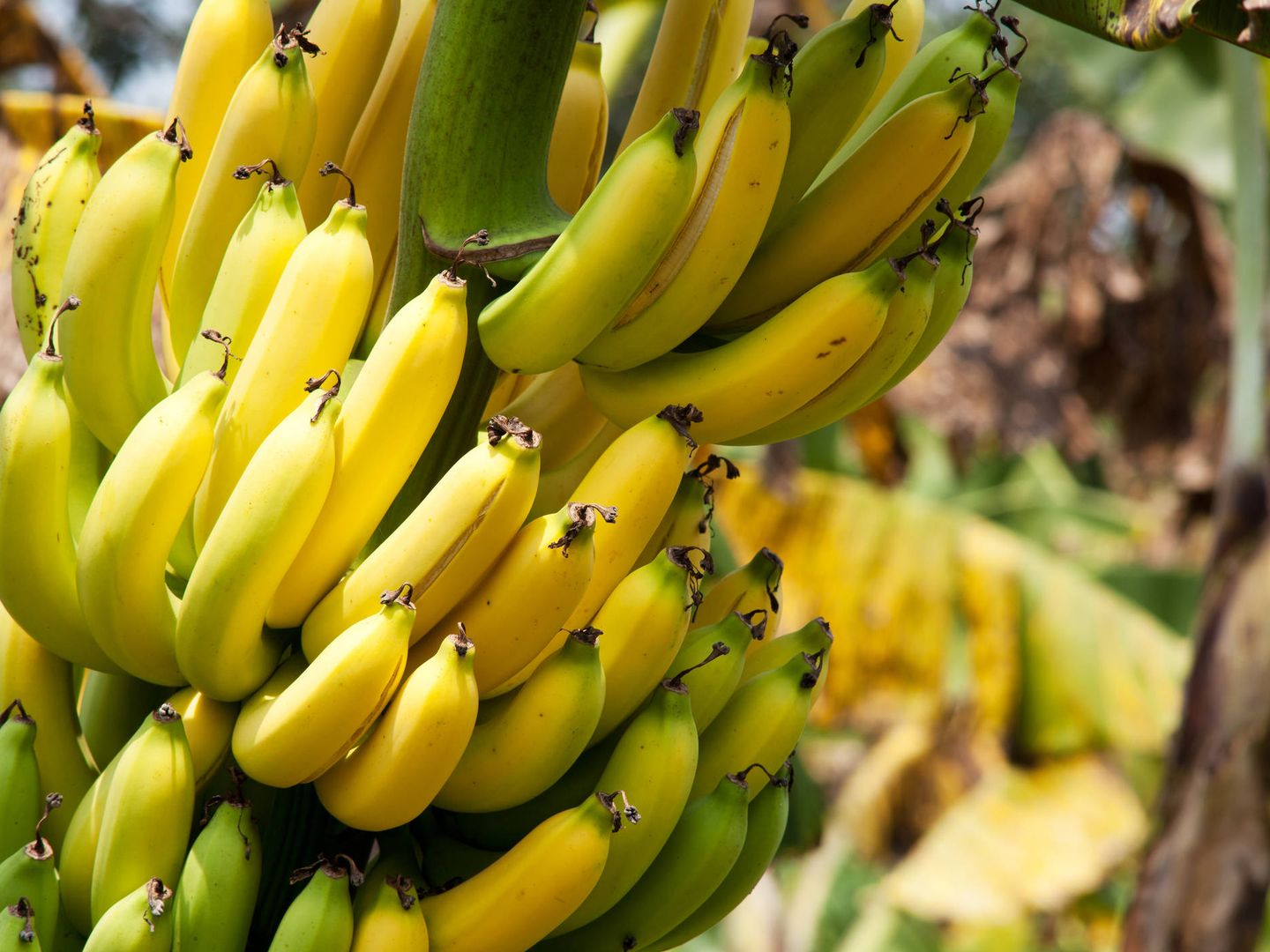 Los plátanos, en peligro de extinción. (iStock)