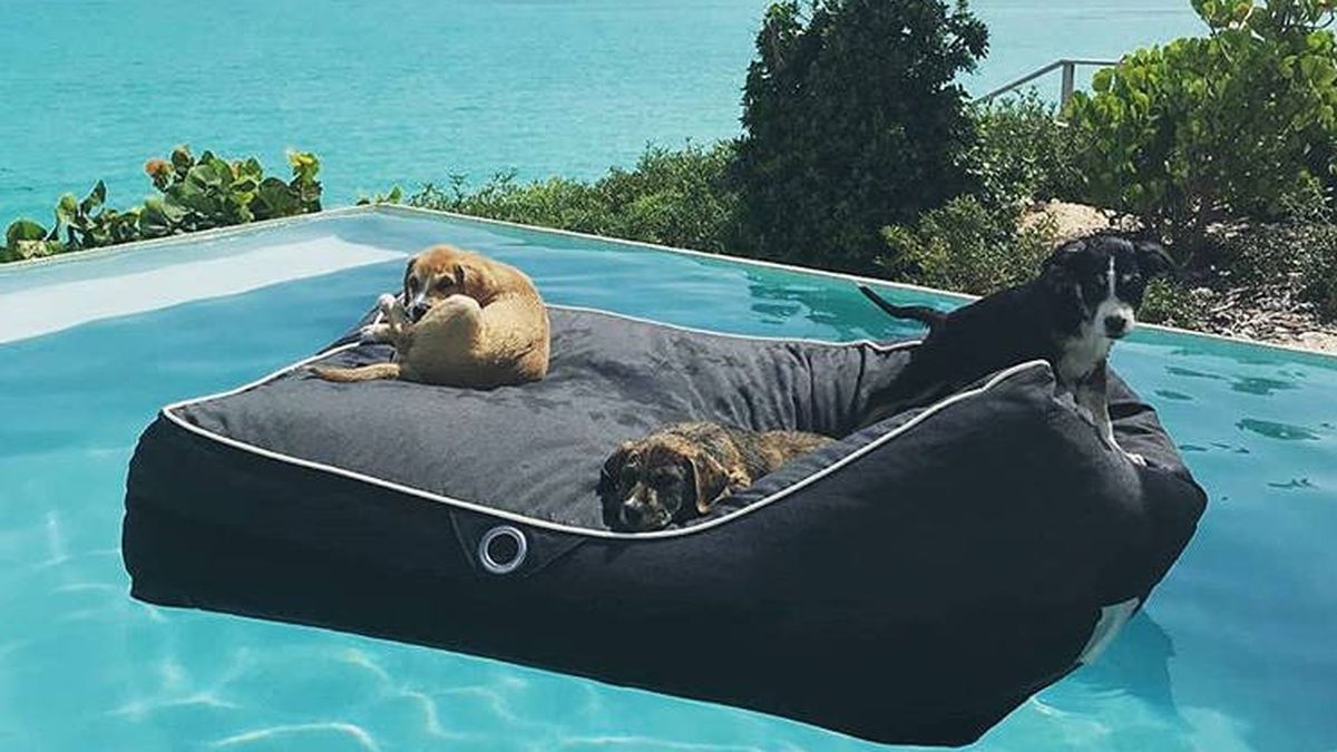 La isla del Caribe donde puedes pasar tus vacaciones jugando con perros rescatados