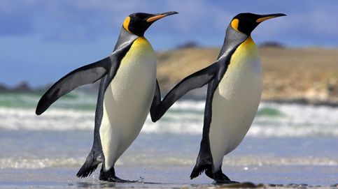 Necrofilia y pingüinos depravados: el sexo más raro del reino animal